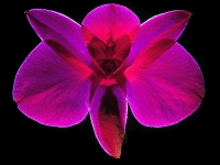 Orchidee